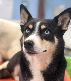 Doggy Day Care In San Diego