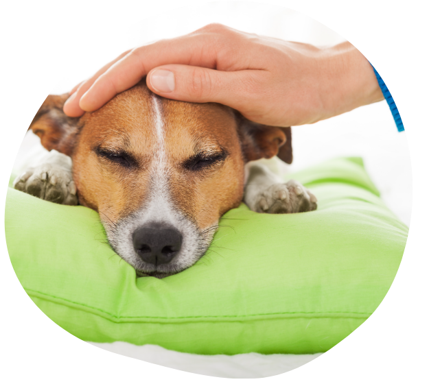 Dog Overnight Daycare