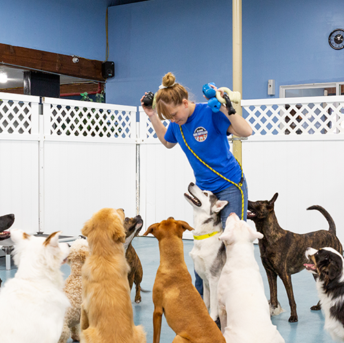 Dog Overnight Daycare