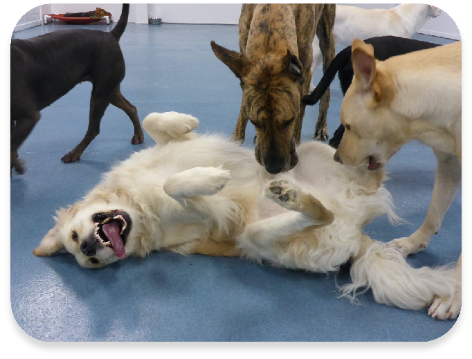 Dog Overnight Daycare