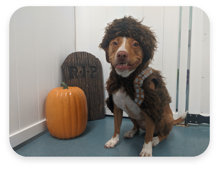 Dog Overnight Daycare