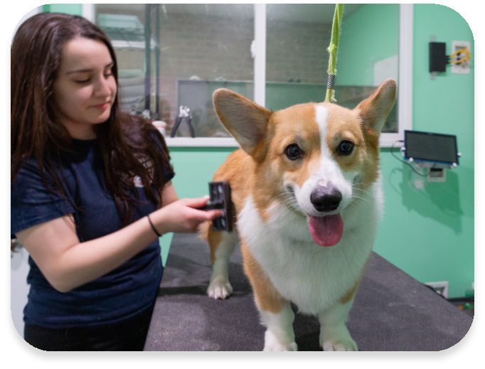 Dog Overnight Daycare