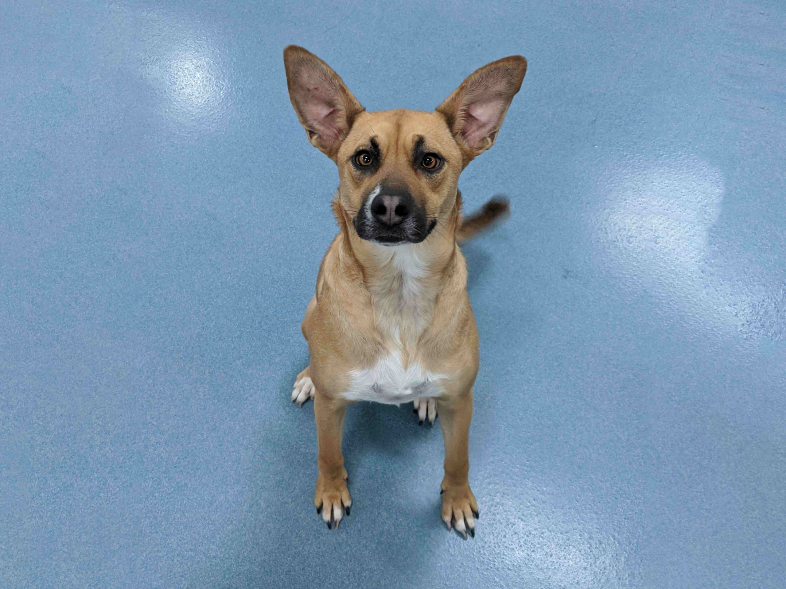 Choosing the Right Dog Daycare for Behavioral Issues