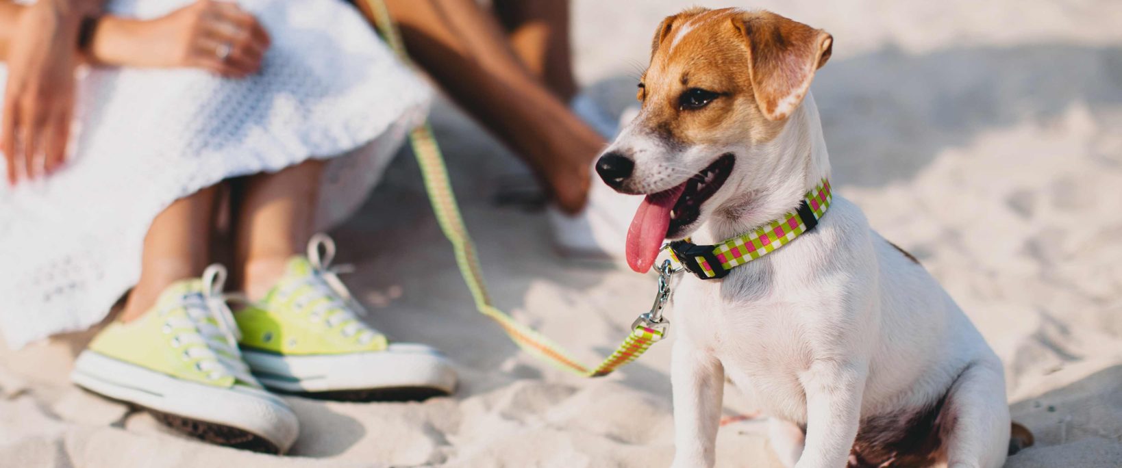 X Places You Should Take Your Dog In San Diego