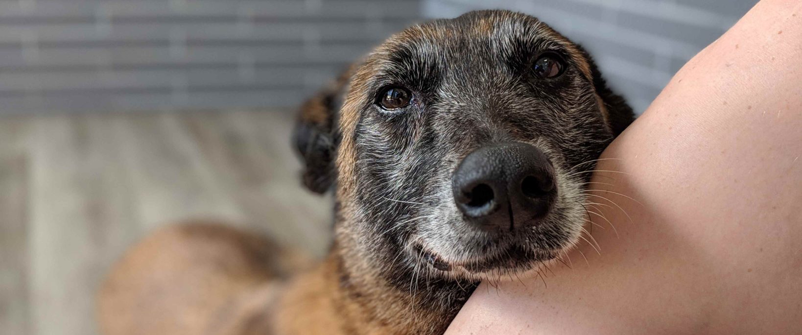 What Should You Do With Your Dog When You Travel?