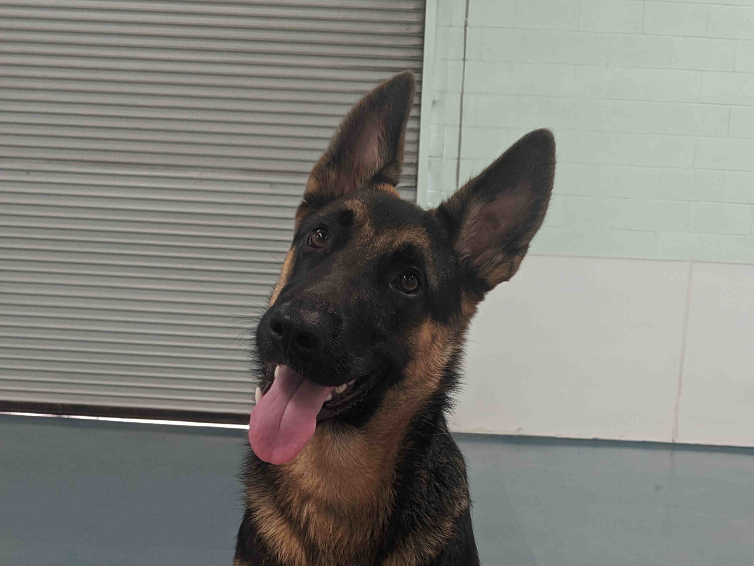 Doggy Daycare: Fun-Filled Days for Your Furry Friend