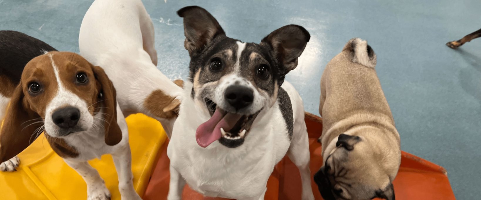 10 Reasons You Should Take Your Dog to Daycare on Weekends