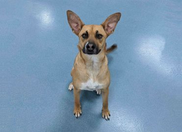 How Do Dog Daycares Fix Canine Behavioral Issues?