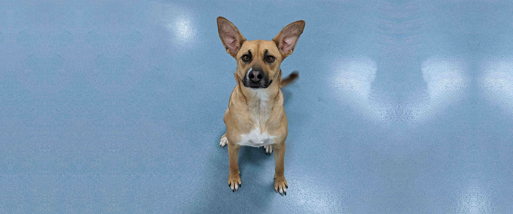How Do Dog Daycares Fix Canine Behavioral Issues?