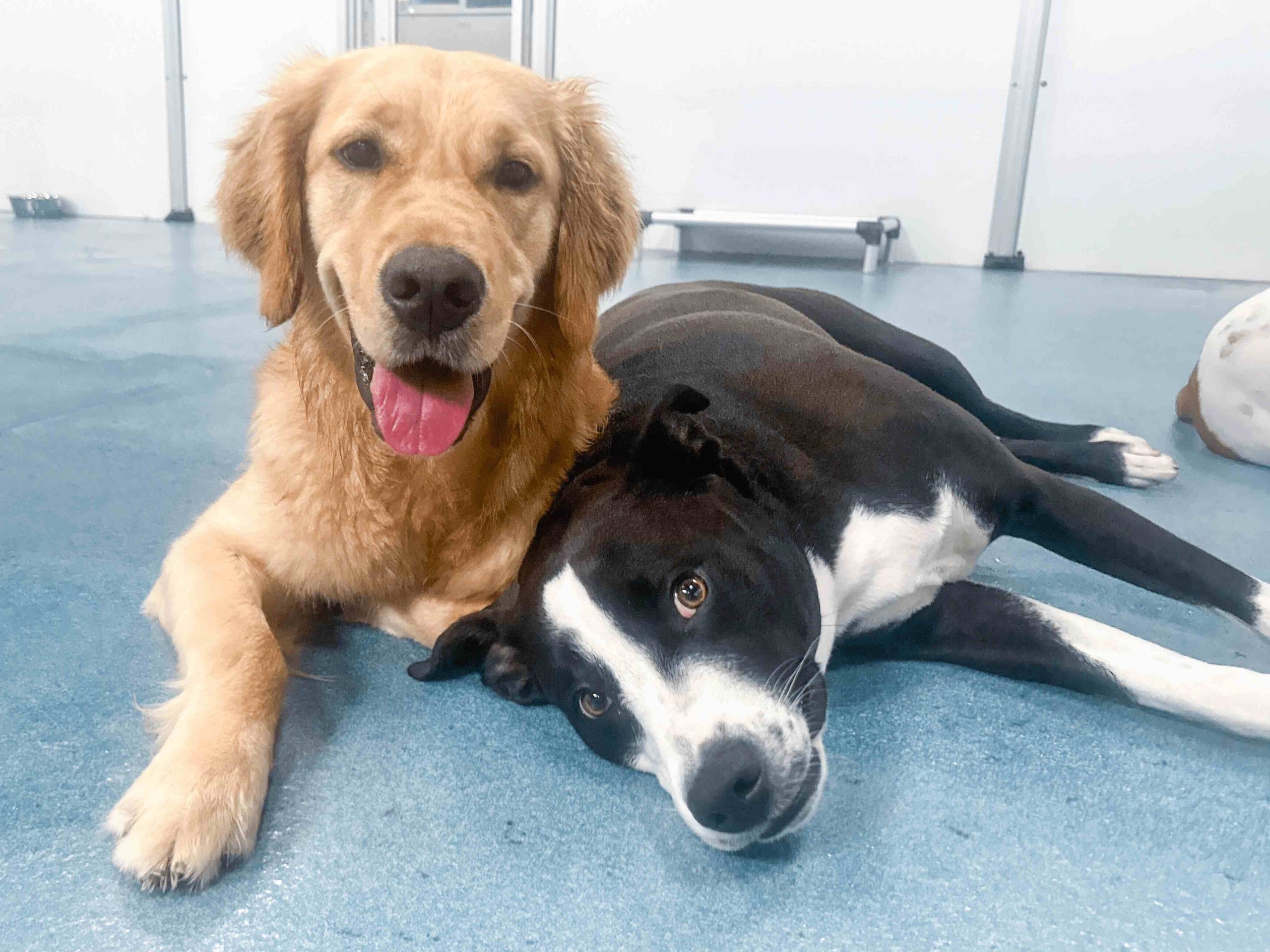 Socialization and Playtime