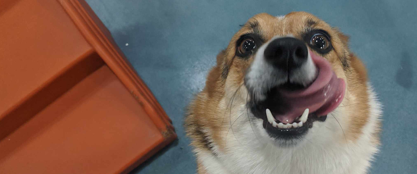 Exercise Does Your Dog Need